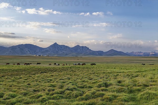 Horses grazing in the steppe at sunset