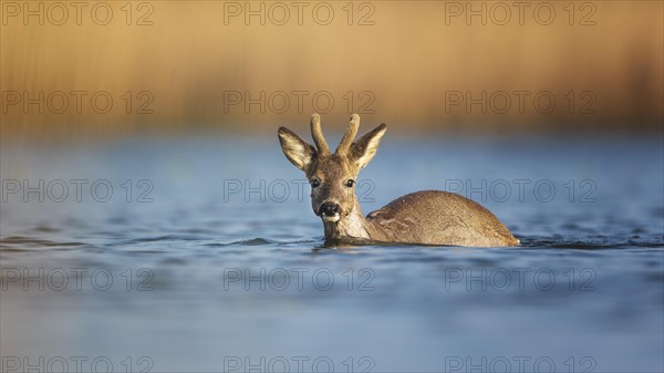 European roe deer