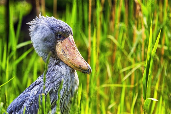 Shoebill