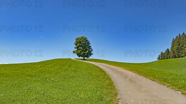 Field path with chestnut tree in Western Allgaeu near Stiefenhofen