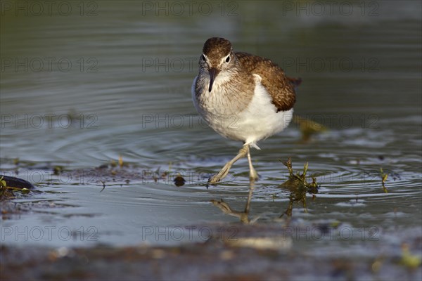 Common sandpiper