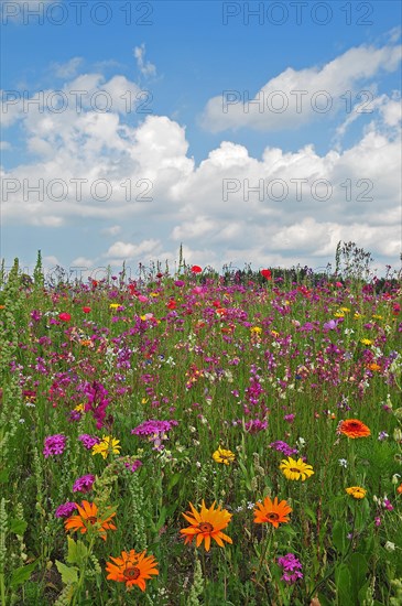 Flower meadow in summer in Bavaria