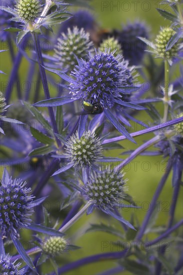 Globe thistle