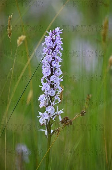 Spotted moorland spotted orchid