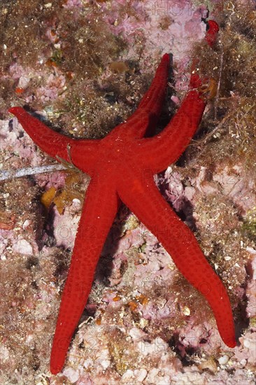 Orange starfish