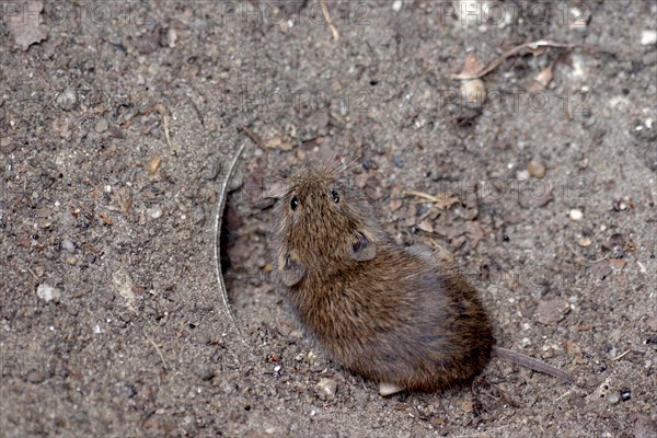 Voles