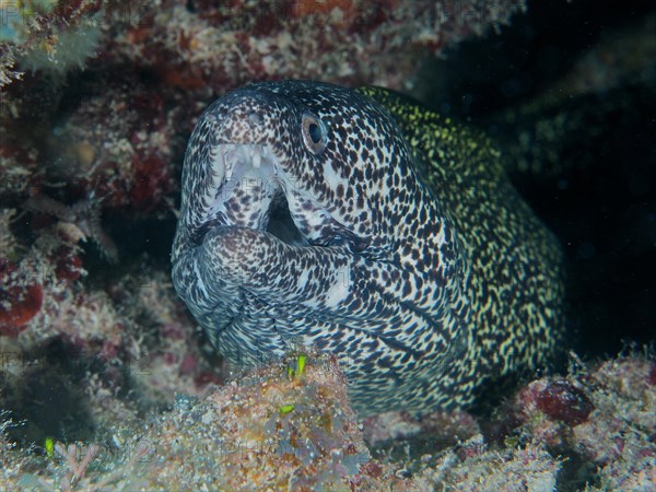 Spotted moray