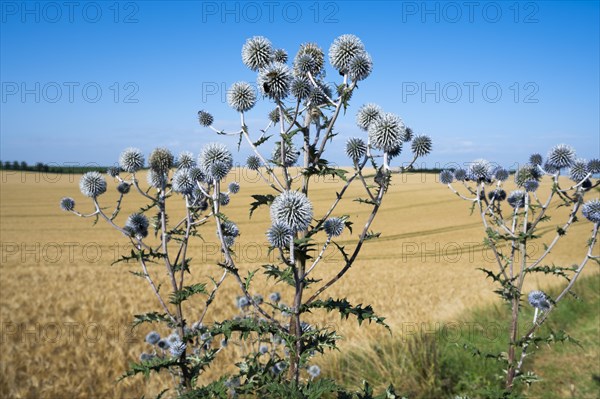 Great globe thistle