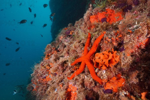 Mediterranean red sea star