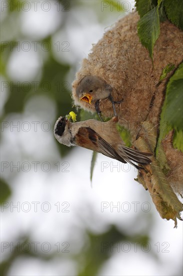 Eurasian penduline tit