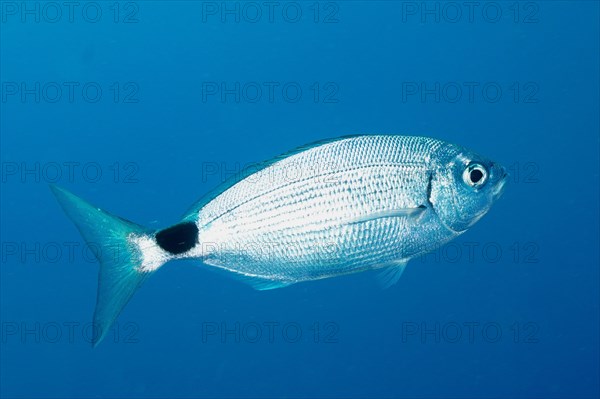 Banded seabream