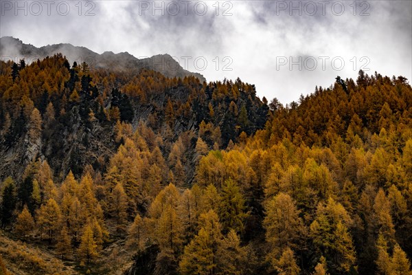 Autumn larch