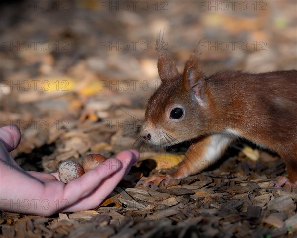 Eurasian squirrel