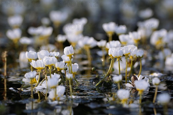 Flooding river water crowfoot