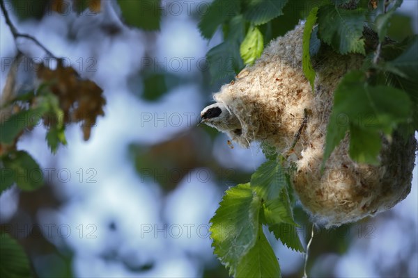 Eurasian penduline tit