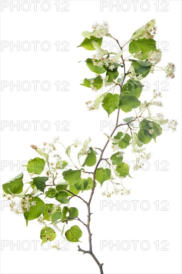 Small-leaved lime