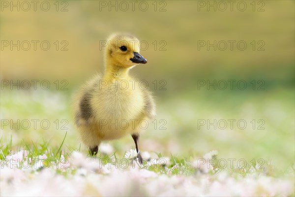 Chicks Canada Goose - Photo12-imageBROKER-Manuela Hartmann