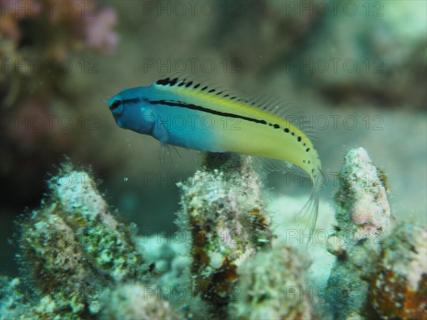 Red sea mimic blenny