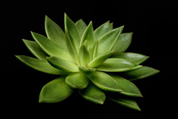 Leaf rosette of an echeveria