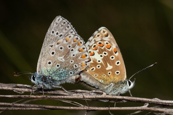 Sky blue butterfly male and female mating sitting on brown stalks different vision