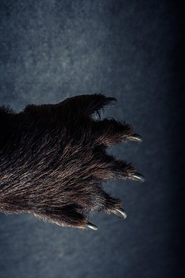 Black Bear Paw With sharp Claws in view