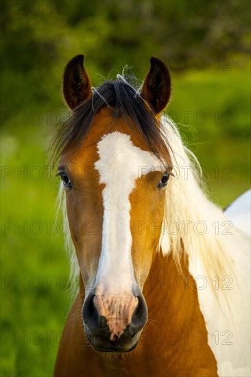 Portrait of a horse