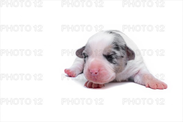 Ten days old excellent puppies of the Welsh Corgi Pembroke