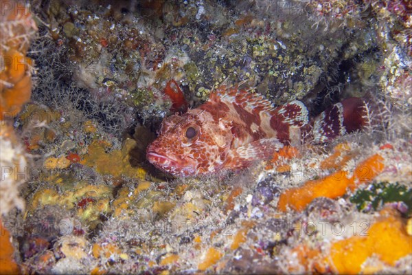 Rare endimic canary island dragonhead