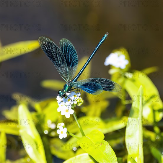 Beautiful demoiselle