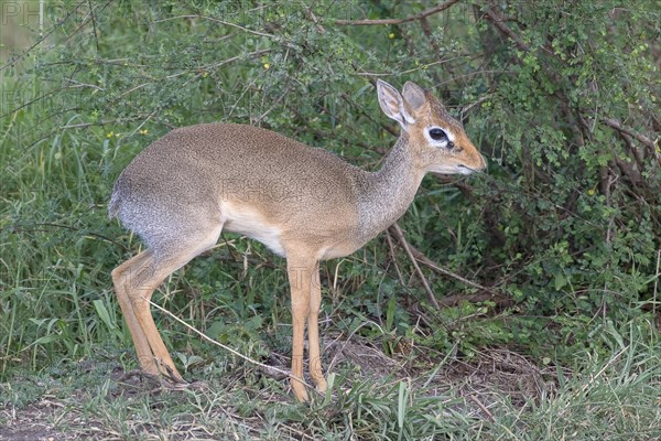 Dik