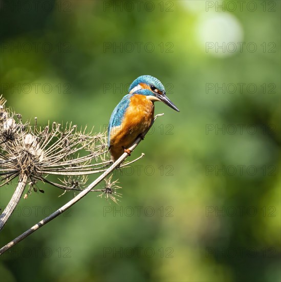 Common kingfisher