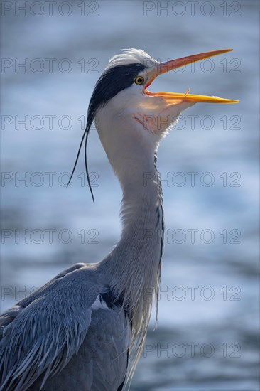 Grey heron