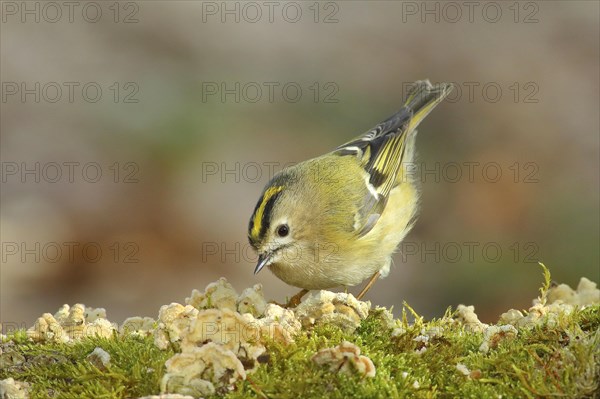 Winter Goldcrest