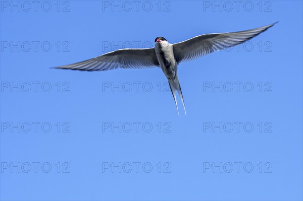 Arctic tern