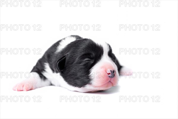 Ten days old excellent puppies of the Welsh Corgi Pembroke