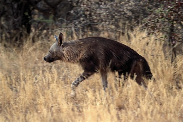 Sable hyena