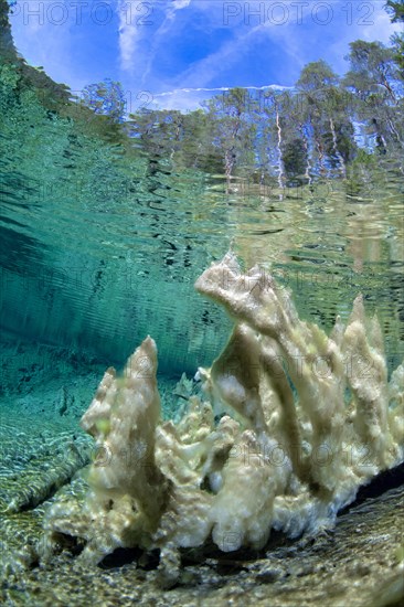 Underwater photo of the spring pool