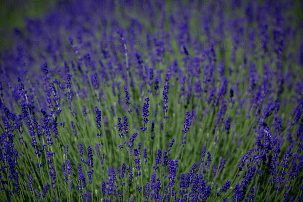 Beautifully blooming lavender bushes in a large lavender field. Lavender field in Poland