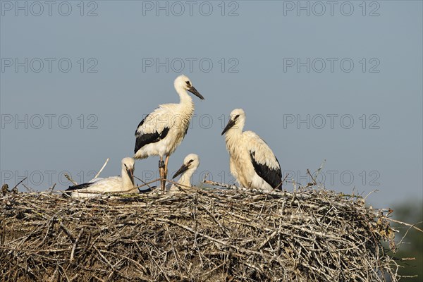 White Stork