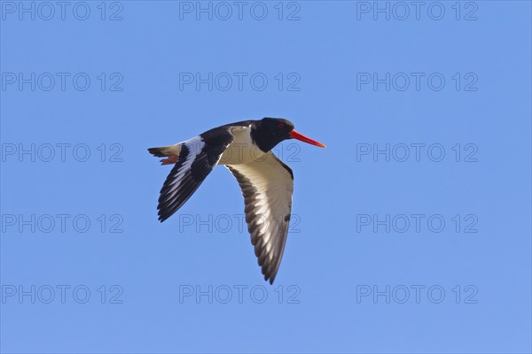 Common Pied Oystercatcher