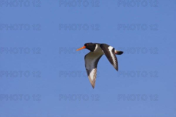 Eurasian Oystercatcher