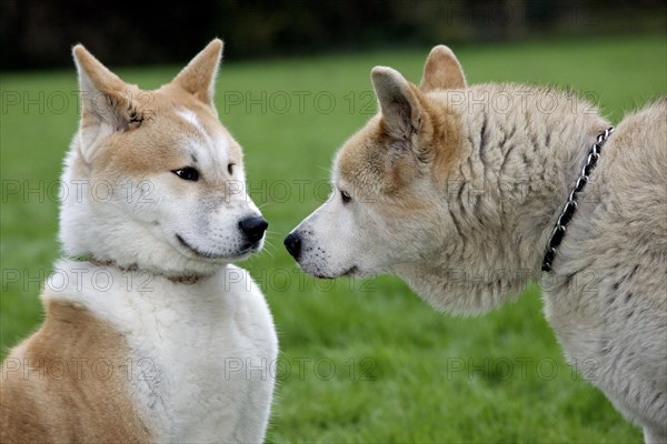 Akita Inu