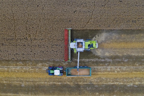 Aerial view of combine harvester and tractor with trailer harvesting rapeseed field in summer