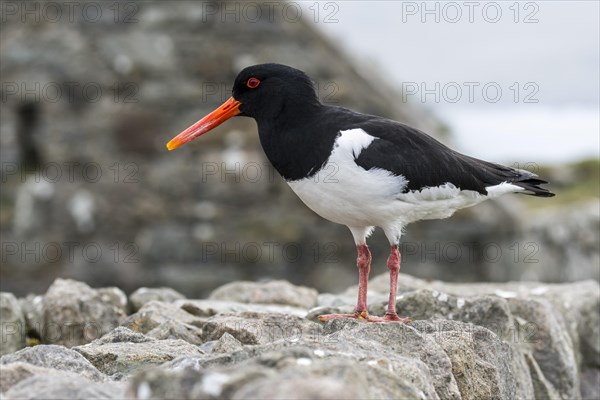 Common pied oystercatcher