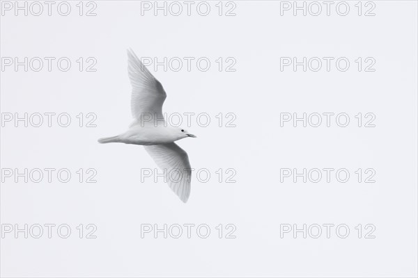 Ivory gull