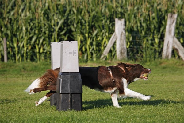 Border Collie