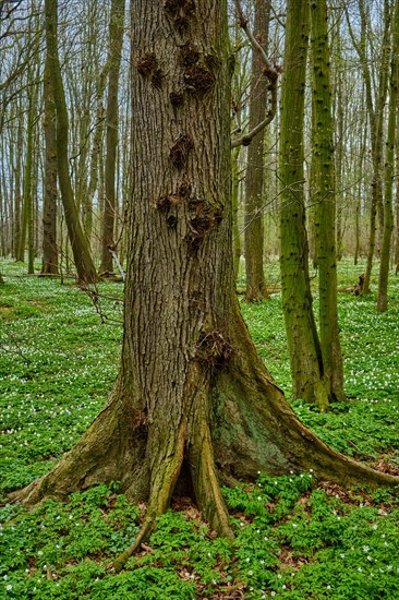 The Lasker Auenwald nature reserve in the Sorbian settlement area in spring