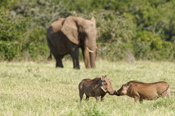 Common warthogs