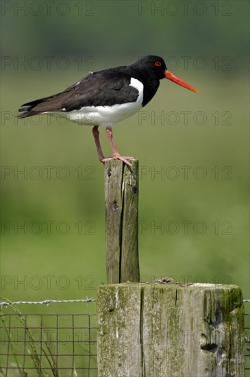 Eurasian Oystercatcher