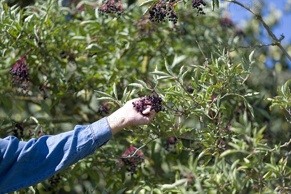 Farmer plucks elder from the bush